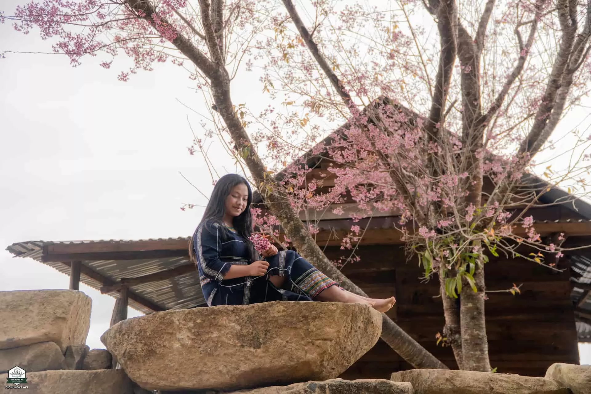 Mộng Đào Nguyên - Rừng mai anh đào Đà Lạt